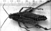 Image Carbonell, C.S male, dorsal view (type of Dictyophorus reticulatus). Depicts CollectionObject 1531114; 97277349-0a83-4674-a870-5c867bc82570, a CollectionObject.