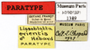 CollectionObject 1587538; MNHN(SF IMPORT DUPLICATE) MNHN-EP-EP1389, 587a9316-7349-4b73-b1f2-e23088df9b5b: CC BY-NC-ND 4.0/MNHN - Depraetere Marion - 2014. Paratype, male, of orientis Hebard, 1926. Specimen number: MNHN-EP-EP1389. http://coldb.mnhn.fr/catalognumber/mnhn/ep/ep1389. (CollectionObject).