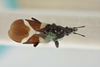 Oxycarenus (Pseudoxycarenus) subcruciatus (Walker, 1872) now Oxycarenus (Pseudoxycarenus) maculatus Stål, 1855: Anthocoris subcruciatus. Syntype-dorsal habitus. (BMNH) - (CC BY-NC 4.0) Photo by Stuart Cole, reproduced with permission from the Natural History Museum, London, UK. (Otu).