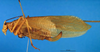 CollectionObject 1500612; fcc4c47c-8a00-4079-8fdf-0711d5a2edd6: female, lateral view (holotype). (CollectionObject).
