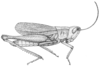 Chloealtis abdominalis (Thomas, 1873): Fig. 3. male habitus. (Otu).