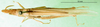 CollectionObject 1564464; 62542d73-d7bd-4829-b15e-0f380628bc11: male, dorsal view (paralectotype of Atractomorpha madacassis). (CollectionObject).
