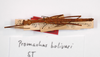 CollectionObject 1560168; b24bcc22-240c-45eb-a93a-2433d07b0d2b: copyright MNCN, Madrid. male (holotype). (CollectionObject).
