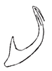Aedeagus, lateral view on Carapona colombiana Freytag, 2012: Male: aedeagus, lateral view. (Observation).