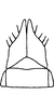 Subgenital plate, ventral view on Dikrella (Dikrella) californica (Lawson, 1930): Subgenital plates. (Observation).