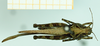 CollectionObject 1585790; b36c27ba-bbd0-4005-946a-d5a4a6c2b452: female, dorsal view. (CollectionObject).