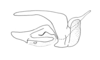 Apoxycephalacris palustris Amédégnato & Descamps, 1978: Fig. 30. Phallic complex without epiphallus (lateral view). (Otu).