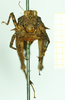 CollectionObject 1585758; 802c3c89-41b1-4418-a398-c590ac3009d7: female, frontal view (syntype). (CollectionObject).