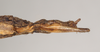 CollectionObject 1558491; NHMUK(SF IMPORT DUPLICATE) 845113, da0d62ff-91fa-4458-a25f-71e0b5f579fe: copyright Natural History Museum, London. female: end of abdomen, ventral view (holotype). (CollectionObject).