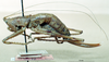 CollectionObject 1506719; 8374416d-c355-4d75-b2d0-9c30c6c49a30: female habitus lateral view (holotype). (CollectionObject).