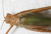 CollectionObject 1532288; NMW 7816 b, 64e9a426-ea82-4f5d-9ec4-bc3bdb8511ab: female, dorsal view (holotype). (CollectionObject).