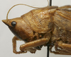 CollectionObject 1535041; 62e50921-dcb8-4dc6-874a-ec05c024a037: male pronotum, lateral view (lectotype). (CollectionObject).