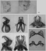 male genitalia. Depicts Melanoplus glaucipes (Scudder, 1875), an Otu.