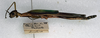 CollectionObject 1558278; 1e8b9b7c-bf77-4366-baa6-64d629c4e691: copyright NMW. female (paralectotype). (CollectionObject).;CollectionObject 1558279; 4dc907bb-5116-48cf-a153-4ac1d6c68843: copyright NMW. female (paralectotype). (CollectionObject).