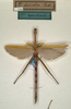 CollectionObject 1558406; NMW 749', 92bad12c-f936-4aaa-9e65-f41148fcac0a: copyright NMW, Vienna. male of synonym Diura discolor (syntype). (CollectionObject).