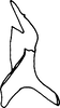 Stylus on Cumora scissis (Cheng, 1980): Stylus. (Observation).