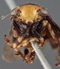 Head on Clastoptera tibialis Stål, 1862: (Observation).