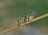 CollectionObject 1582049; f8ac9e9b-8a6b-44f6-b96f-90bfc4fea9da: male, macroptera. (CollectionObject).