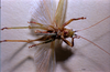 CollectionObject 1531397; c849ea2c-efb2-4e01-b410-5198dcfa3511: male, ventral view (holotype). (CollectionObject).