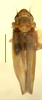 Habitus, dorsal view on Erythridula brundusa (Robinson, 1924): Habitus (holotype of E. uniforma Hepner, INHS collection). (Observation).