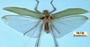 CollectionObject 1517264; 4dc3dae4-02b3-487b-9dac-eda38d349d63: male, dorsal view (holotype). (CollectionObject).