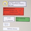 CollectionObject 1562906; 7c1a79dd-1533-4c80-b7c0-b10fd6b42064: copyright Natural History Museum, London. male, data labels (paratype). (CollectionObject).;CollectionObject 1562907; 5c2e562d-bb7a-40c9-9f68-656fff8c26e2: copyright Natural History Museum, London. male, data labels (paratype). (CollectionObject).