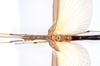 CollectionObject 1590105; c8f24c47-8db4-4711-8190-c14730686da6: copyright MNHN, Paris. female: head & thorax, dorsal view (holotype). (CollectionObject).
