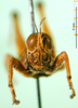 CollectionObject 1500980; 39cc1596-ac23-4fbf-b7e3-5a9482f2a819: male, frontal view (holotype). (CollectionObject).