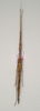 CollectionObject 1562735; a7dfe26f-9ad9-41e7-ba68-68bf6a6a19fd: copyright QMBA. female: dorsal view (holotype). (CollectionObject).