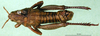 CollectionObject 1501166; 804c3704-dac8-4464-820d-e9cb5f9646dd, DORSA BA000440S01: male, dorsal view (holotype of Nocaracris cyanipes tristis). (CollectionObject).