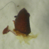 CollectionObject 1544439; 6dfcd56e-0989-4694-a481-df0b43db4c27: male left cercus dorsal view (holotype). (CollectionObject).