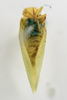 Habitus ventral view on Anormenis tortricina (Germar, 1821): (Observation).