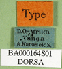 CollectionObject 1501543; 7f001796-020f-4661-bc3b-b3fb5d66640d, DORSA BA000164S01: labels (holotype). (CollectionObject).