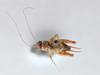 CollectionObject 2869075; 6a9e11c6-9a52-403d-9569-e3f0999fcdfa, CNCI 90787: Neonemobius variegatus. (CollectionObject).
