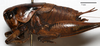 CollectionObject 1575359; 0c620c1a-883e-4b9d-b100-f4db5f45beb8: male, lateral view (syntype of Pholidoptera dalmatica maritima). (CollectionObject).