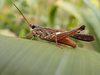 FieldOccurrence 64; f1f7d099-b380-4144-bb8e-3cdfd2ea50f1; Tanzania
Mount Kindoroko N Pare, 2018/11/02: male, lateral view. (FieldOccurrence).
