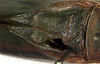 male, stridulatory area (holotype). Depicts CollectionObject 1517570; 0aa08193-b24b-4168-b74b-c75827c9b25d, a CollectionObject.