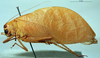 CollectionObject 1537325; 070e0881-c9f5-4127-9916-c5bb17ab4b06: male, lateral view (holotype). (CollectionObject).