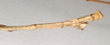 CollectionObject 1560799; abc4d9f0-9b1b-495c-a1ef-2461404c66fb: copyright SAM, Adelaide. male: end of abdomen, lateral view of synonym Lopaphus macrotegmus (syntype). (CollectionObject).;CollectionObject 1560800; 2283537a-33f0-46db-b72f-041dedefe3ea: copyright SAM, Adelaide. male: end of abdomen, lateral view of synonym Lopaphus macrotegmus (syntype). (CollectionObject).