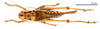 CollectionObject 1475895; ea9dd328-6dbe-4dd2-b535-d6a8eeecc279: male, dorsal view (holotype of Gampsocleis kaszabi Bazyluk, 1972). (CollectionObject).
