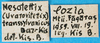 CollectionObject 1501790; 84a65a85-a9ee-42e1-981a-e69df73fbd55: labels. (CollectionObject).