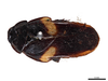 CollectionObject 1848728; c5e2f241-8f4a-4b5b-bd09-511439daf0a2: (CollectionObject).