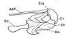 Atopotettix megalocephalus Brown, 1970: Fig. 45. male, ectophallus, lateral aspect. (Otu).
