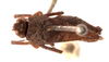 CollectionObject 2704309; CNMS 3062, 913ff1d6-afb3-4368-a269-425497480f0f, CNMS 3062: dorsal view. female (paratype). (CollectionObject).