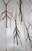 CollectionObject 1562530; 7211bf31-6398-4527-b9e8-f37731925581: copyright MHNG Geneva. male of synonym Bacteria antillarum (syntypes). (CollectionObject).;CollectionObject 1562531; b46571e8-605a-48f4-bfd4-05a52ca80eb2: copyright MHNG Geneva. male of synonym Bacteria antillarum (syntypes). (CollectionObject).