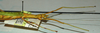 CollectionObject 1559575; 2b8d94e5-f5e3-473f-8212-f0d7519d2b50: copyright J. Bresseel. female: head and thorax, lateral view (syntype). (CollectionObject).