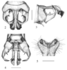 male abdomen tip: 2 dorsal, 3 lateral, and 4 ventral view (scale bar 2 mm) and 5 phallic complex (scale bar 0.5 mm). Depicts Kuzicus (Kuzicus) aspercaudatus Sänger & Helfert, 2006, an Otu.