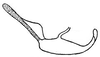Aedeagus, lateral view: Aedeagus, lateral view. (Observation).