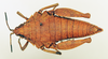 CollectionObject 1518334; 3af02417-bfe4-4881-bdfc-75745a304929: female, dorsal view (holotype). (CollectionObject).