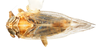 Habitus, dorsal view on Delphacodes kuscheli Fennah, 1955: (Observation).